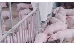 Master Trading - Components for modern pig production- Video
