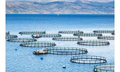 Researching insects for optimal aquaculture feed industry