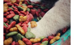 Researching insects for petfood industry