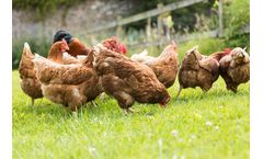 Amusca - Feed the Healthy Fresh Mix Direct to Poultry