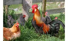 Amusca - Dried Mix Poultry Feed