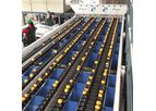 Ingeniería - Handling Line Machine for Citrus Fruit