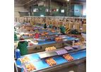 Ingeniería - Apple and Pear Processing Lines Machine