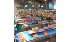 Ingeniería - Apple and Pear Processing Lines Machine