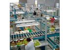 IngenierÃ­a - Grapes Processing Lines Machine