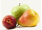Calibrex - Sorting Machines for Peaches, Apples, Pears, Tomatoes, Citrus Fruits