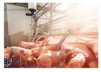 Kyodo - Farrowing Feeding System