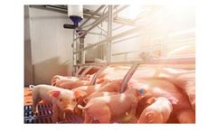 Kyodo - Farrowing Feeding System