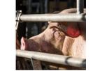 Danis - Model 1401 - Sow Gestation Feed