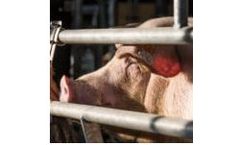 Danis - Model 1401 - Sow Gestation Feed