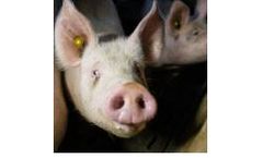 Danis - Model 1201 - Baby Sprint Fattening Feed