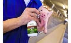 Lianol Colostro - Active Metabolite Newborn Piglets