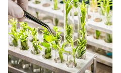 Researchers Analyze Rapeseed Thioglycoside Transport Mechanism to Assist High-quality Breeding