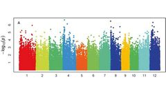 Lifeasible Offers One-stop Services in GWAS Plant Breeding