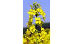 Genome Biology: Revealing the Genetic Structure of Seed Coat Content in Brassica Napus