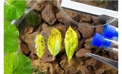 Lifeasible Helps Digg into Plant Immunity Knowledge for Botany Research