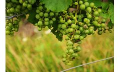 Lifeasible Updated Its Plant Disease Identification Service Recently