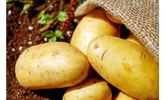 Using CRISPR Technology to Modify Starch in Potatoes