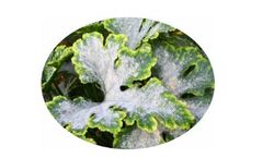 Lifeasible Launches Innovative Fungal Disease Control Services to Advance Sustainable Agriculture