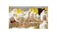 The Top 9 Benefits of Best ERP Software for Poultry Business
