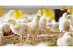 PoultryCare - Poultry Farm Management Software