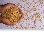 ABS - Seed Software
