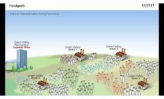Capture Seasonal Labor during Harvesting - Video