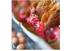AnimalSoft - Egg Production Software