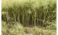 New Oilseed Rape Hybrid Stands Firm Against Sclerotinia Pressure