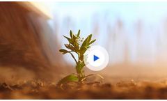 Paradigm Arylex - Active Herbicide