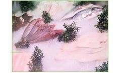 Dry Mist Technology for Seafood