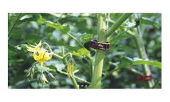 Mater-BI - Compostable Clip