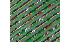VineView - Vineyard Disease Detection Software