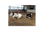 TenCate - Livestock Farming Flooring Components