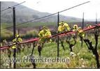 Hemstedt - Wine Frost Control Mat