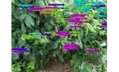 Raspberry stages identified using computer vision - Video