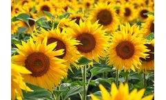 SERVODAY - Why Choose SERVODAY Ring Die Pellet Mill Machines? Empowering Sustainability and Renewable Energy Solutions