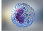 OLS-Omni - Model HiSep - Lymphocyte Separation Media