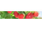 Van-Den-Elzen - Longcanes Raspberry Plant