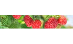 Van-Den-Elzen - Longcanes Raspberry Plant