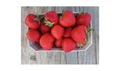 Rendezvous - Strawberry Plant