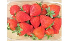 Malling Champion - Strawberry Plant
