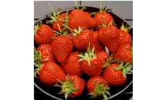 Lambada - Strawberry Plant
