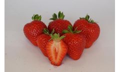 Portola - Strawberry Plant