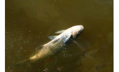 Zambia Fish Pond Liner–A New Force of African Tilapia Culture