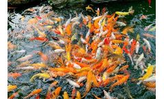 PE Pond Liner for Fish Farm Project in Malaysia