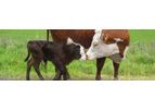 MilkingCloud - Calving Monitoring System for Cows
