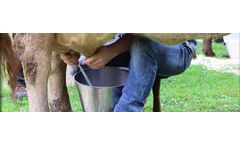 MilkingCloud - Milk Yield and Efficiency  Software for Cow