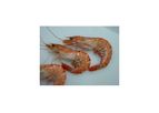 Swiftclean - Model Aquaculture - Water and Feed Natural Disease Control Products