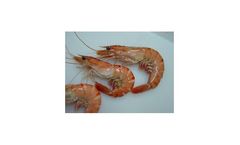 Swiftclean - Model Aquaculture - Water and Feed Natural Disease Control Products